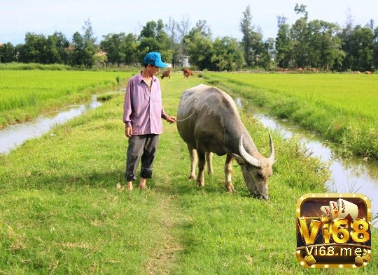 Mộng thấy con trâu đang ăn cỏ thể hiện sự hạnh phúc