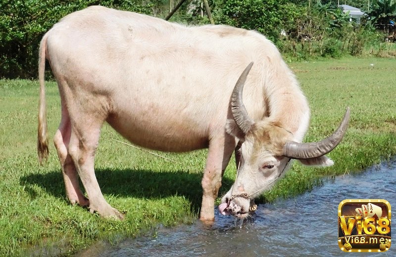 Khám phá các con số đề, mang lại may mắn cho anh em khi mơ trâu chết nhé